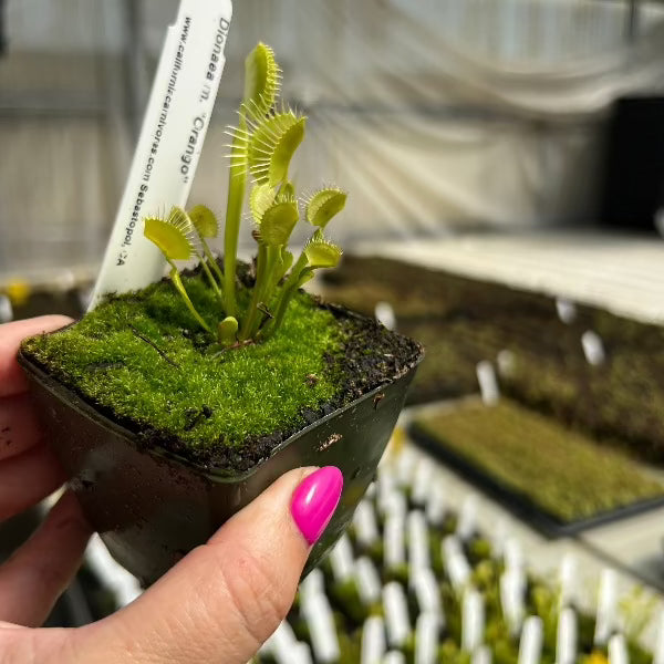 Dionaea Orango