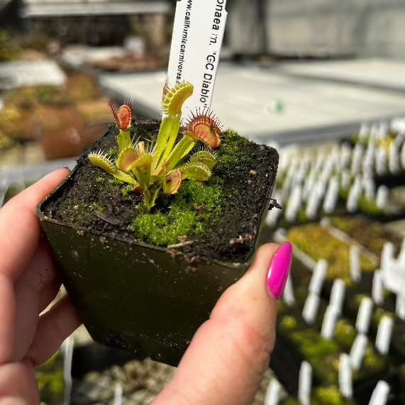 Dionaea GC Diablo
