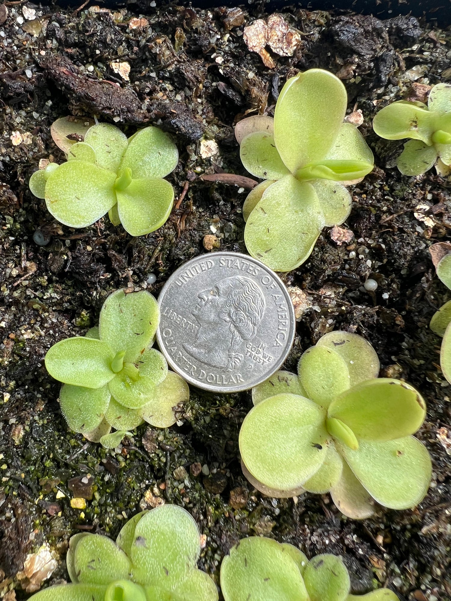 Pinguicula x ‘Razzberry Blonde’ BARE ROOT