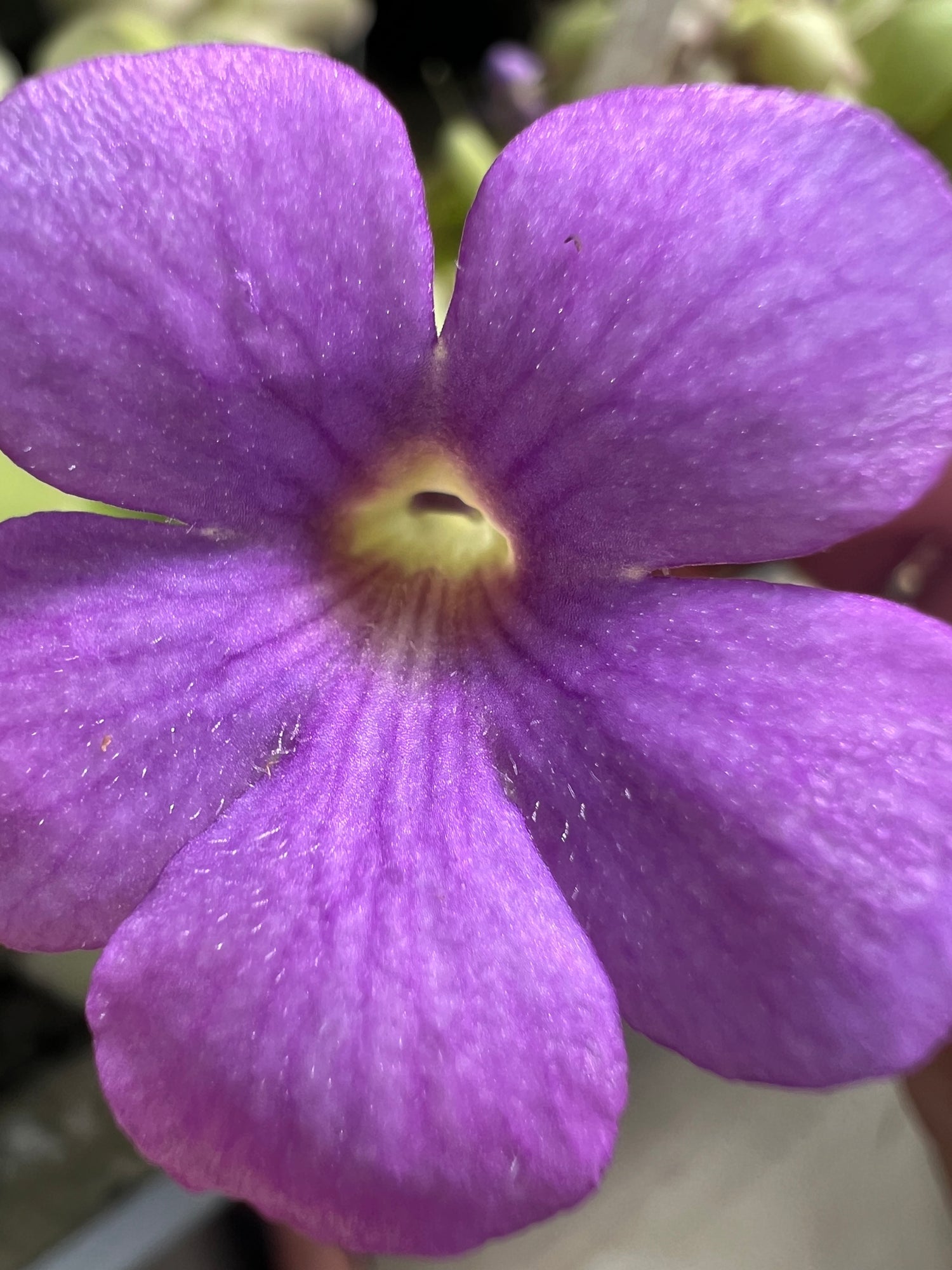 Pinguicula cyclosecta x gigantea BARE ROOT