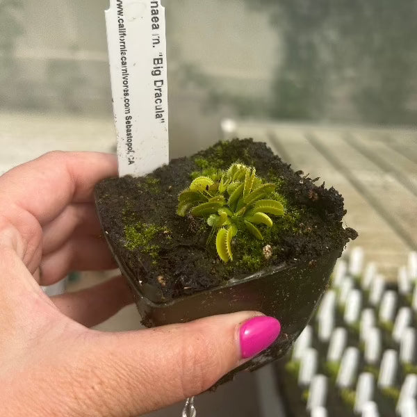 Dionaea m. "Big Dracula"