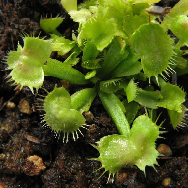 Dionaea Spider Man