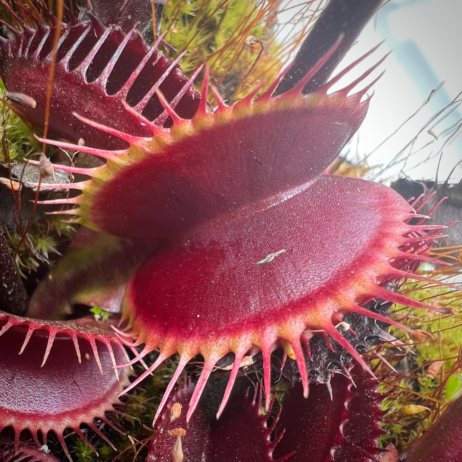 Dionaea m. 'Dark Knight' Potted