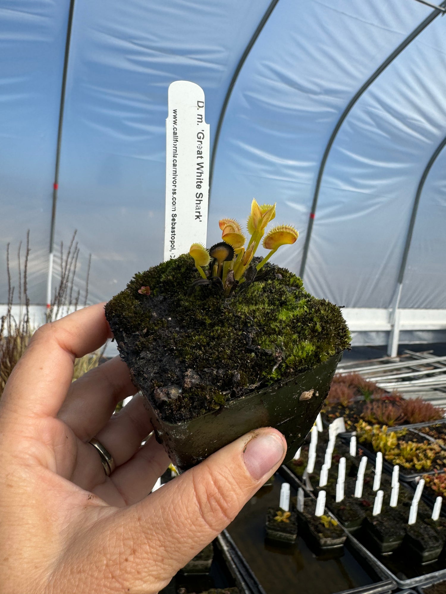 Dionaea m. 'Great White Shark' Potted