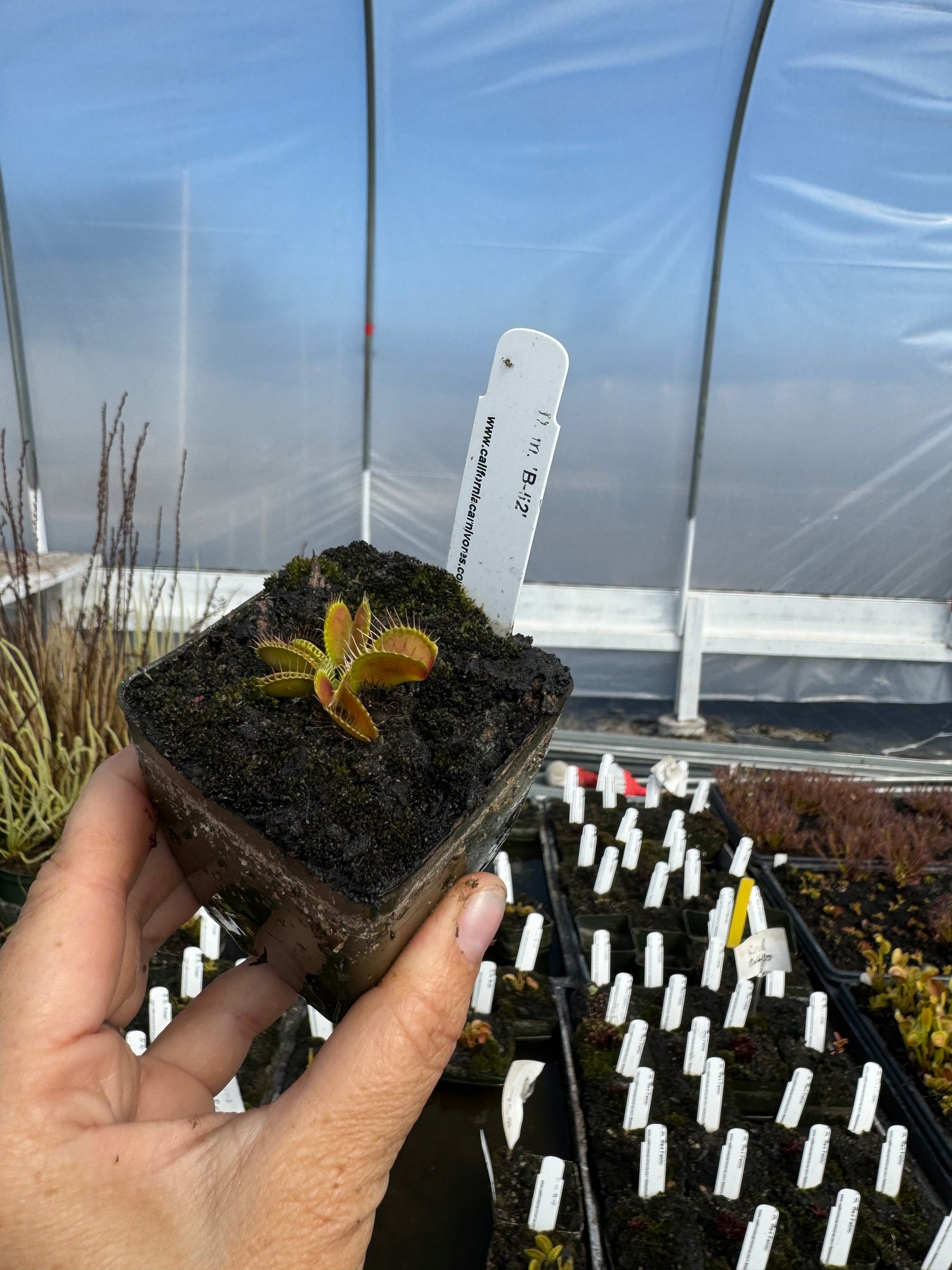 Dionaea m. 'B-52' Potted