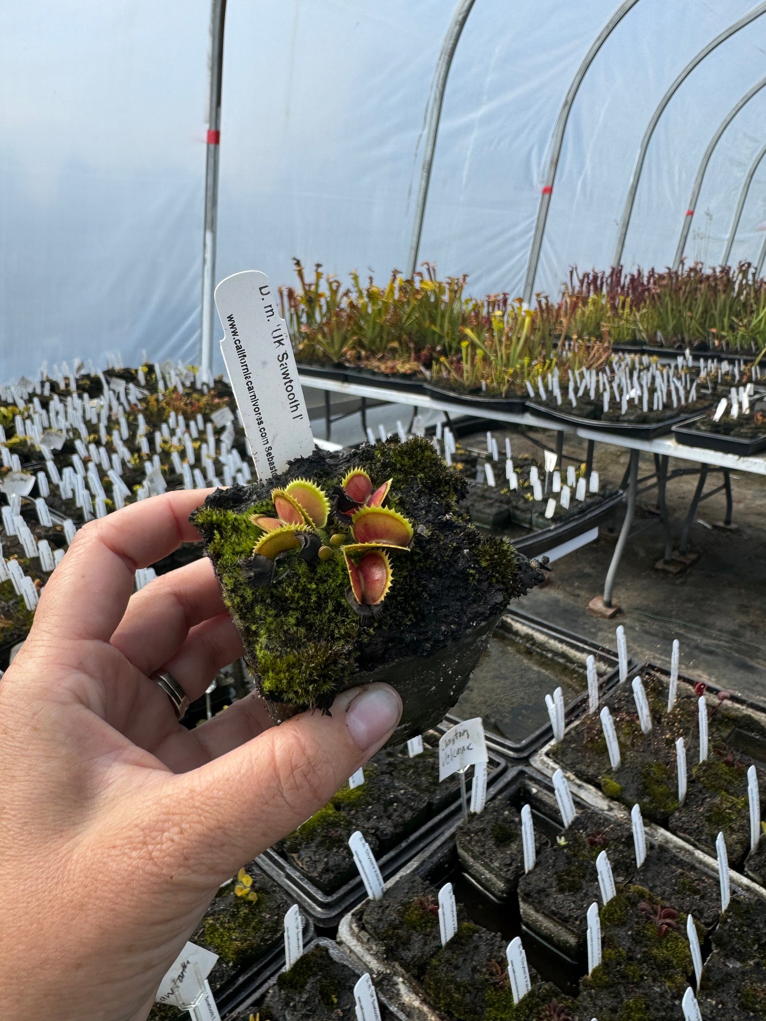 Dionaea m. 'B-52 x Ginormous' Potted