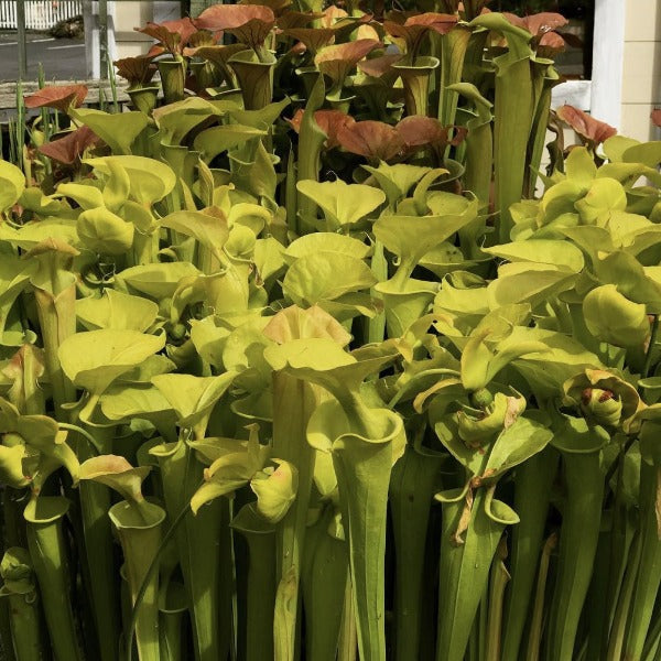 sarracenia flava pitcher plant seed