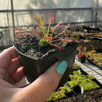 Drosera capensis Scorpio