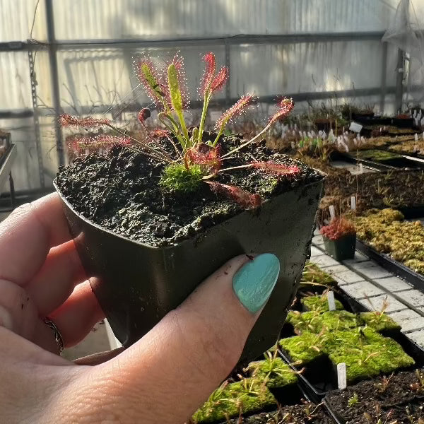 Drosera capensis Scorpio