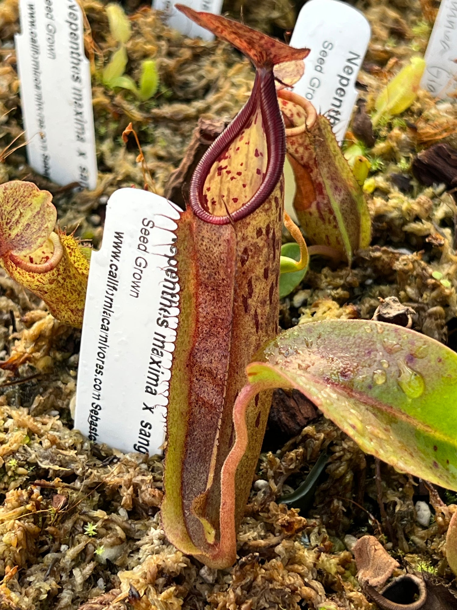 Nepenthes maxima x sanguinea “red” CalCarn Seed-Grown Potted
