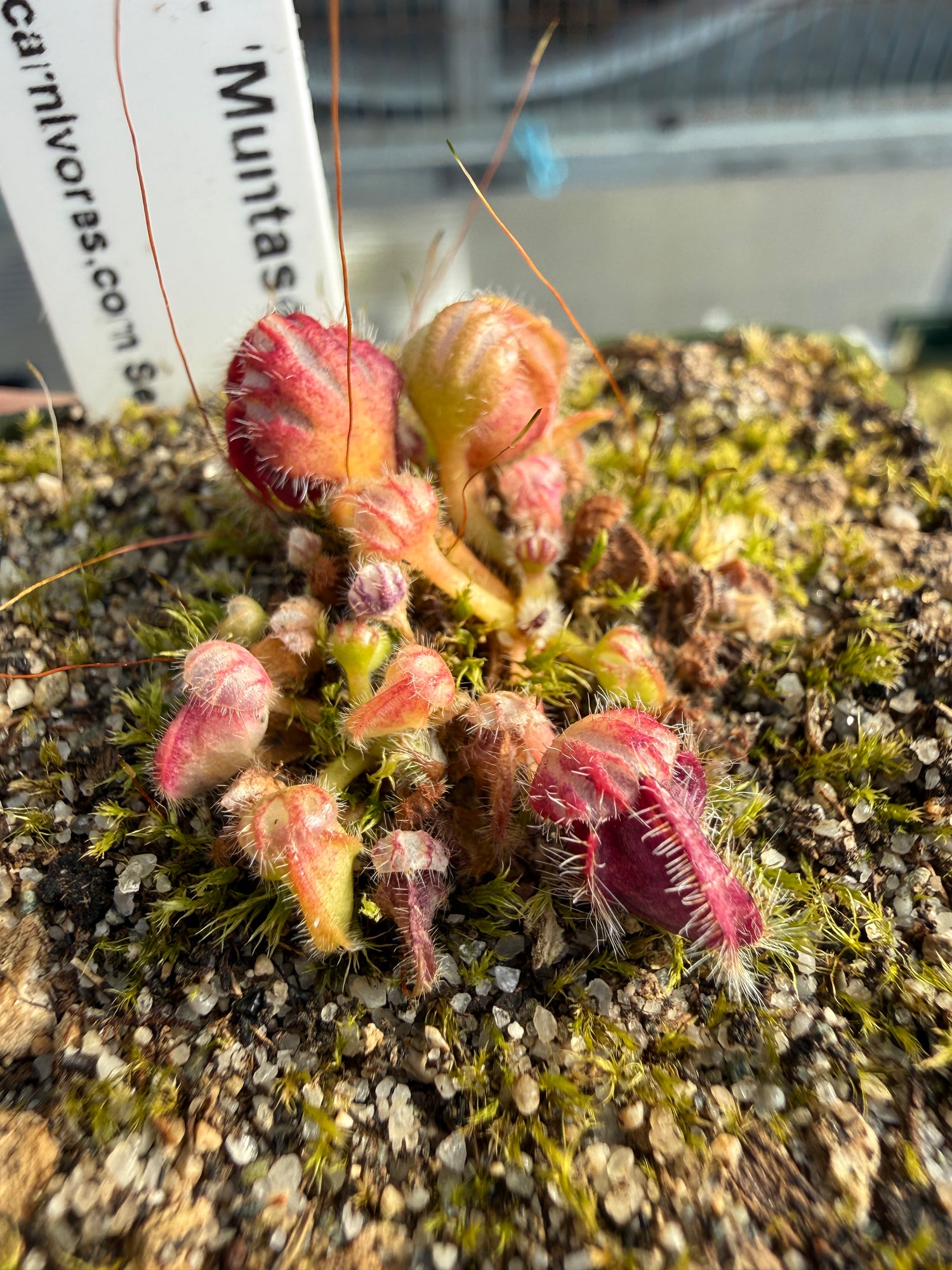 Cephalotus follicularis "Muntaser" Potted