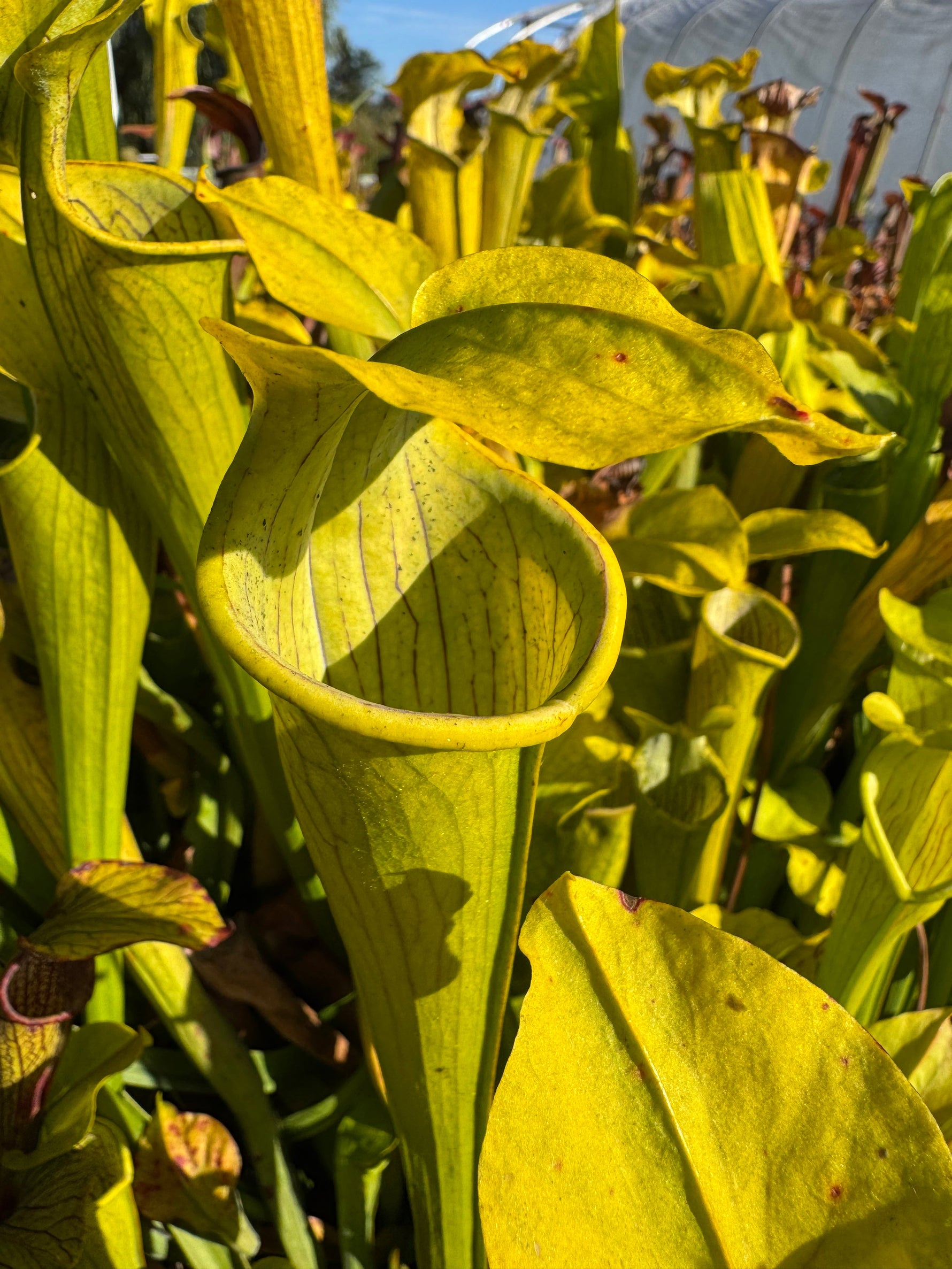 pitcher plant seed Seed Pack Sarracenia rubra ssp alabamensis (15 seeds/pack)