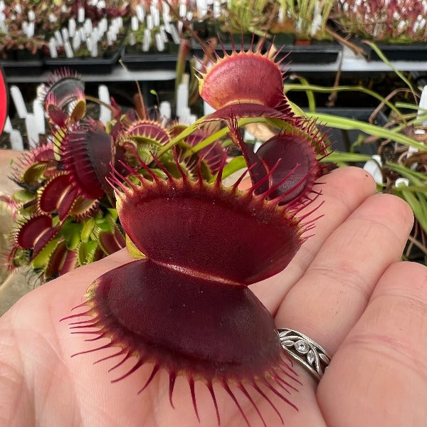 Dionaea Sam Flytrap Venus Flytrap