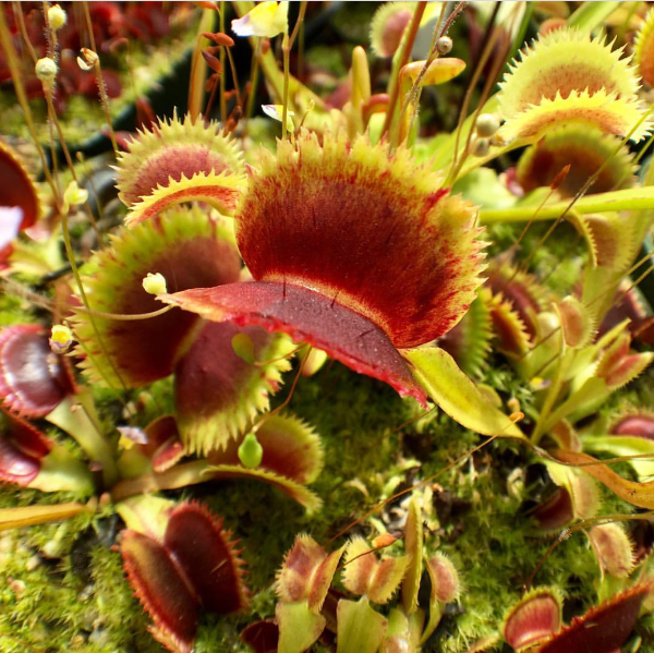 Dionaea Scarlatine Venus Flytrap