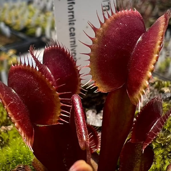 Dionaea Clayton Volcanic Red Venus Flytrap