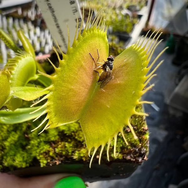 Dionaea Big Behemoth Venus Flytrap