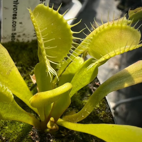 Dionaea Red Line CK Venus Flytrap