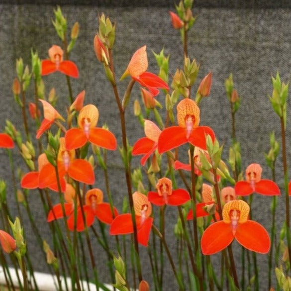 Disa California Gold Orchid