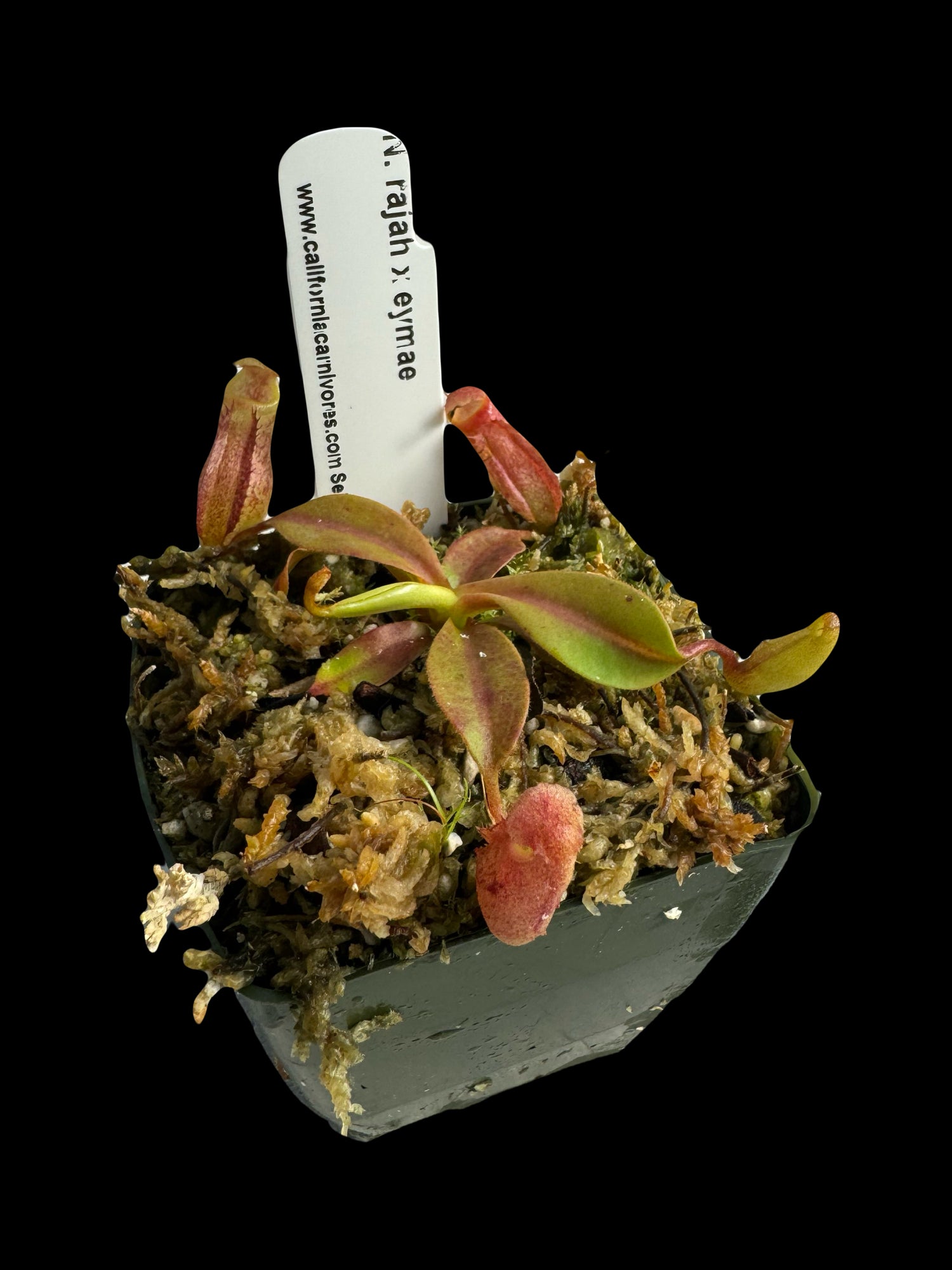 Nepenthes rajah x eymae Potted
