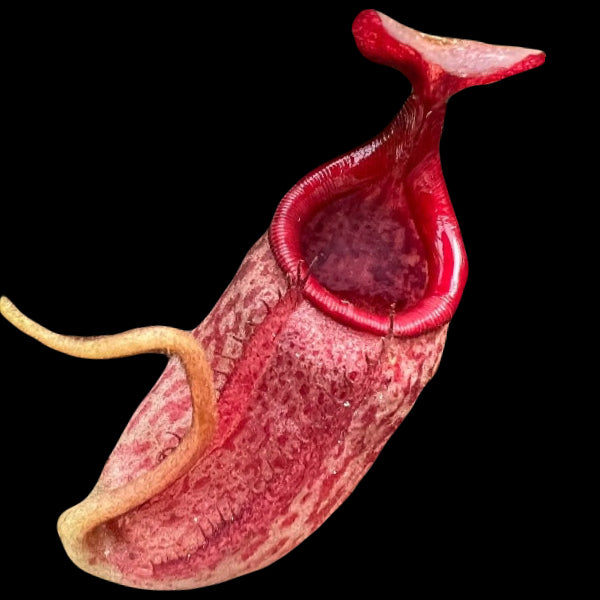 Nepenthes rajah x eymae Potted
