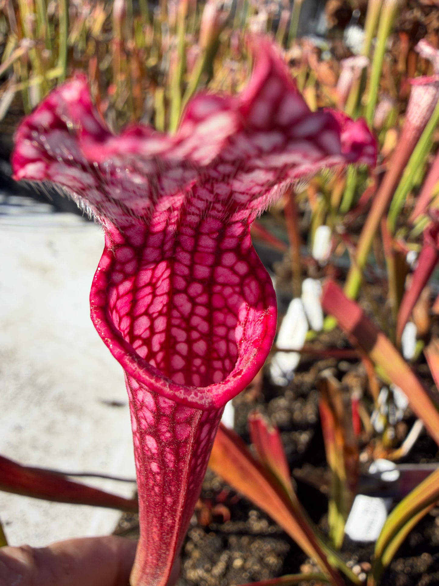 Sarracenia leucophylla “Baldwin Co, AL, Select Pink Clones" DG Potted