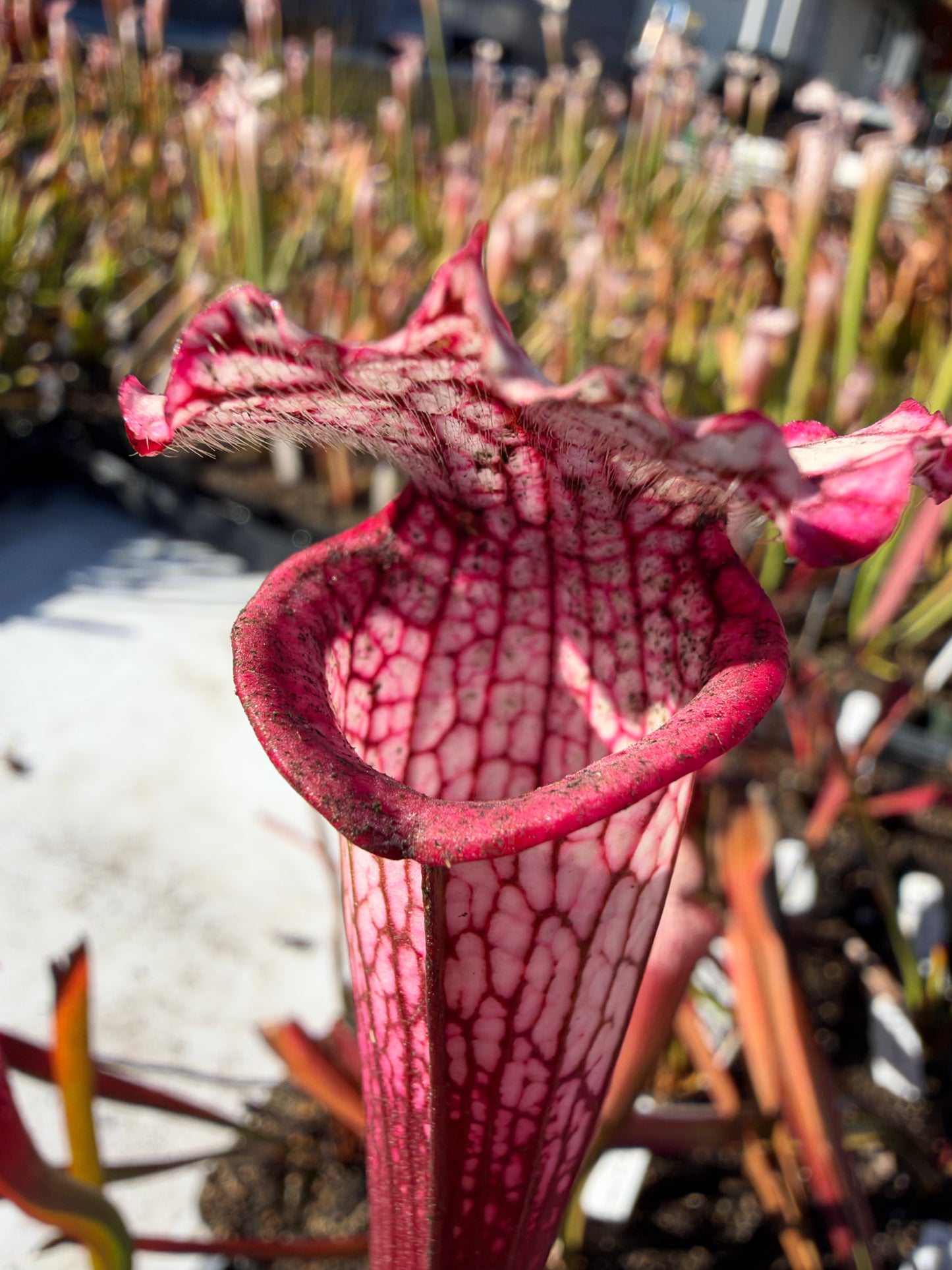 Sarracenia leucophylla “Baldwin Co, AL, Select Pink Clones" DG Potted