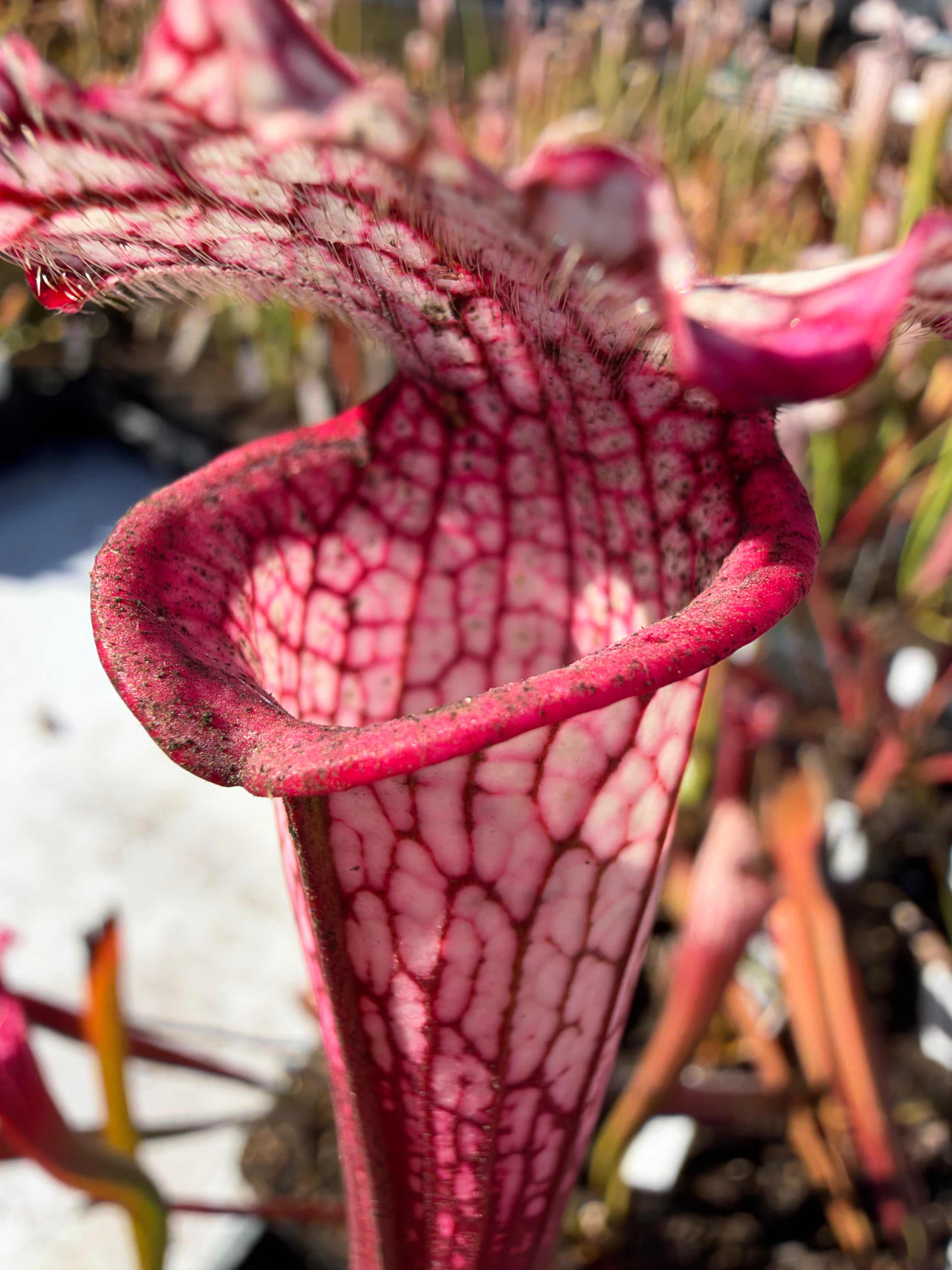 Sarracenia leucophylla “Baldwin Co, AL, Select Pink Clones" DG Potted
