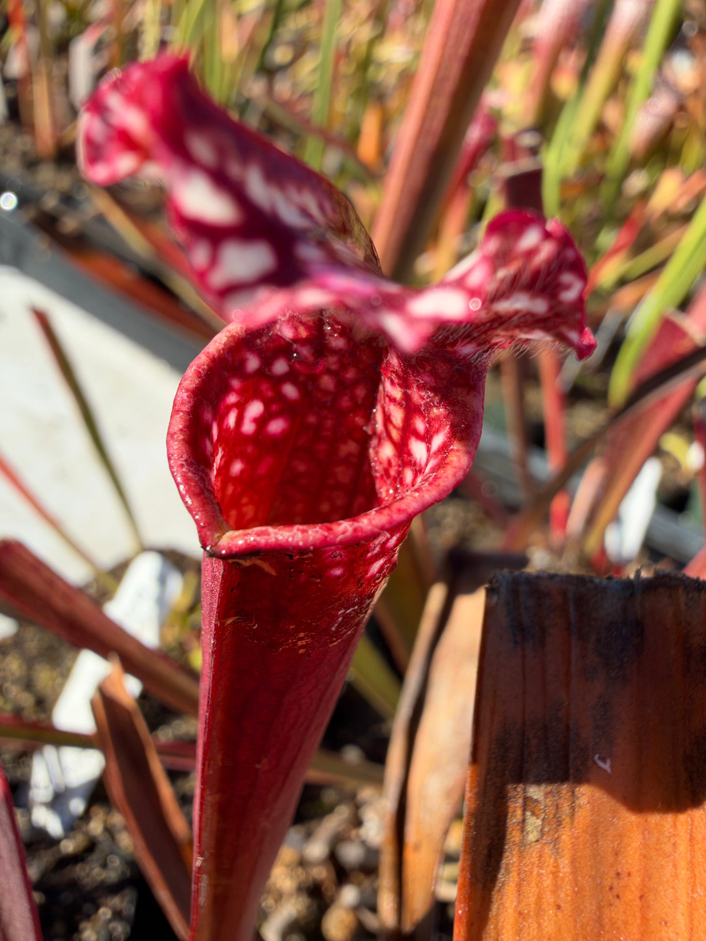 Sarracenia leucophylla “Baldwin Co, AL, Select Pink Clones" DG Potted