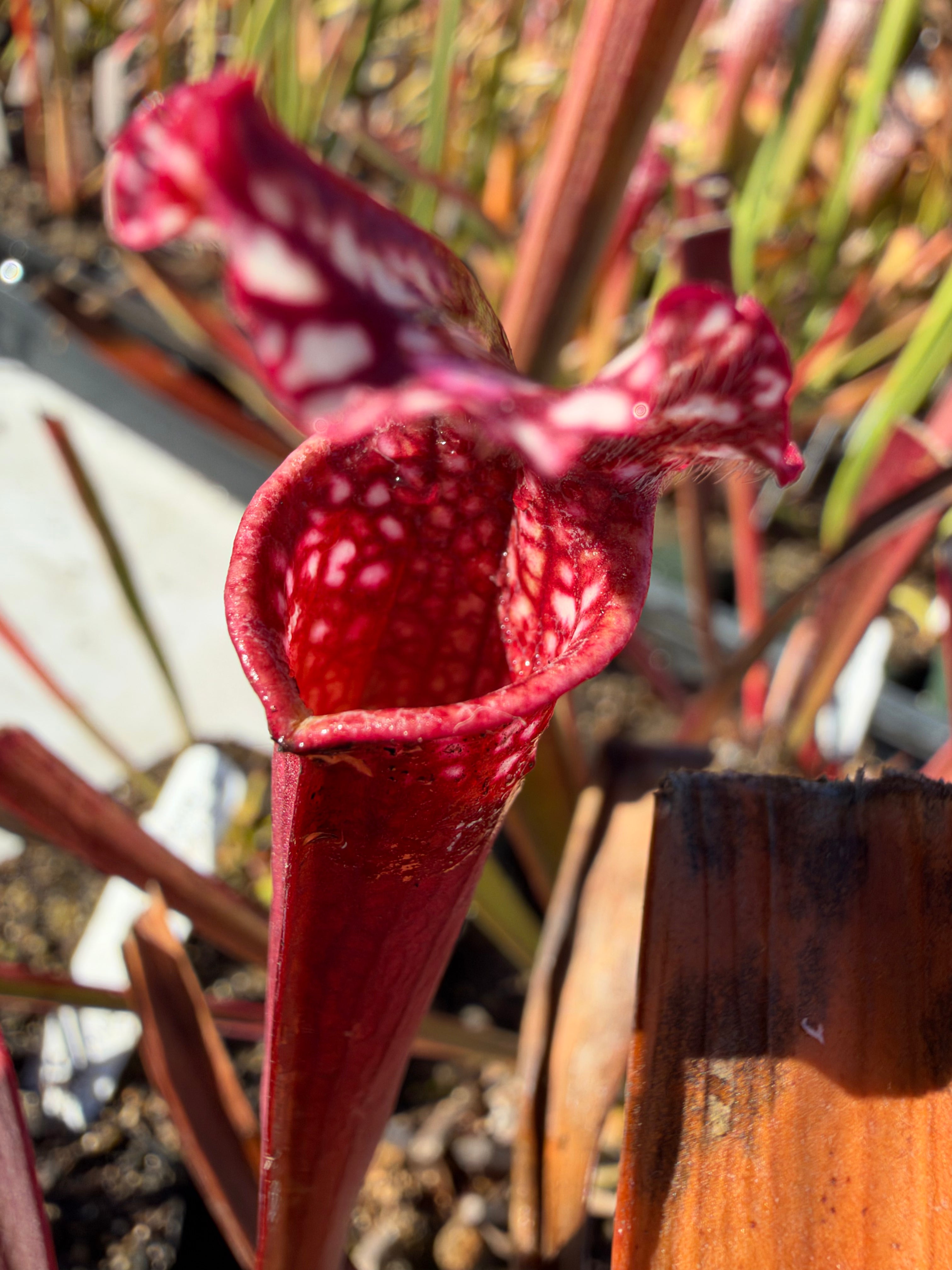 Sarracenia leucophylla “Baldwin Co, AL, Select Pink Clones" DG Potted