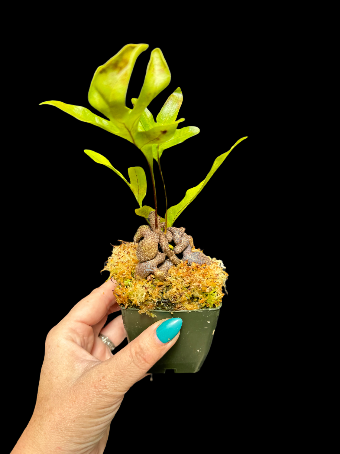 A small live plant with bright green leaves growing in a dark green plastic pot filled with moss and bark, held by a hand against a solid black background.