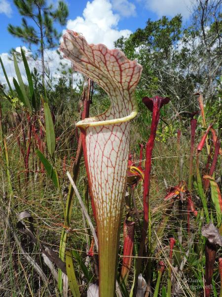 Sarracenia leucophylla american pitcher plant
