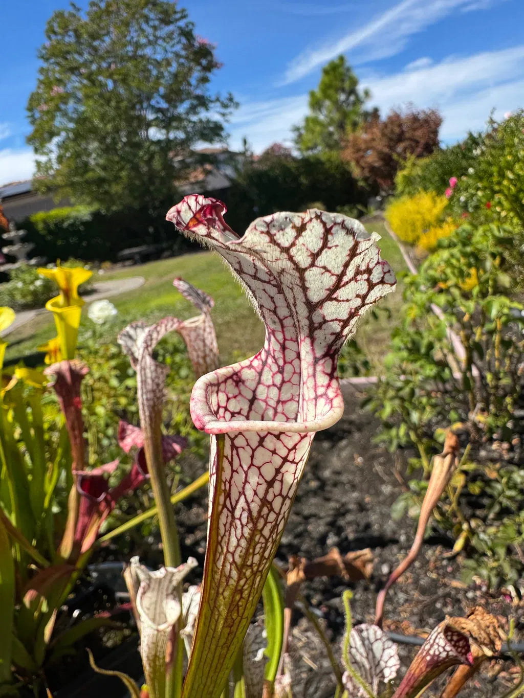 A close up of a white Sarracenia leucophylla pitcher with red venation in a backyard