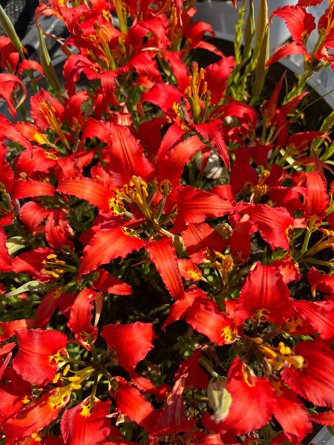 Lilium catesbaei