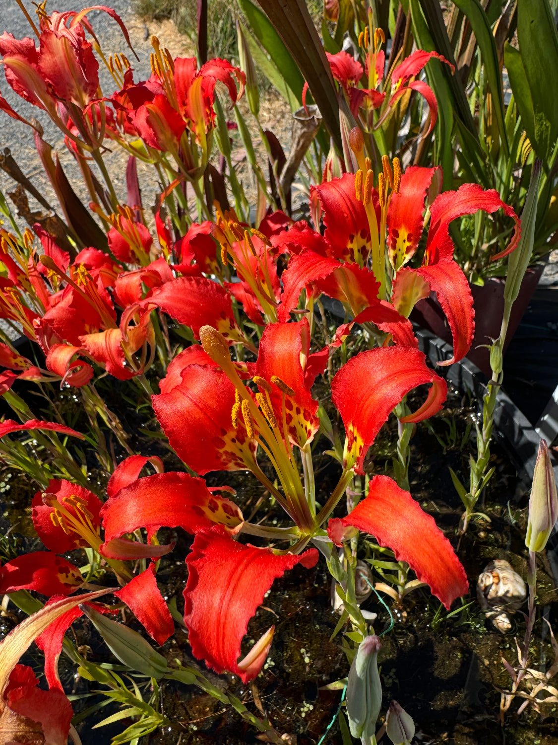 Lilium catesbaei