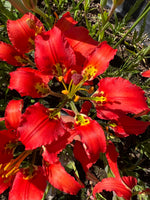 Lilium catesbaei