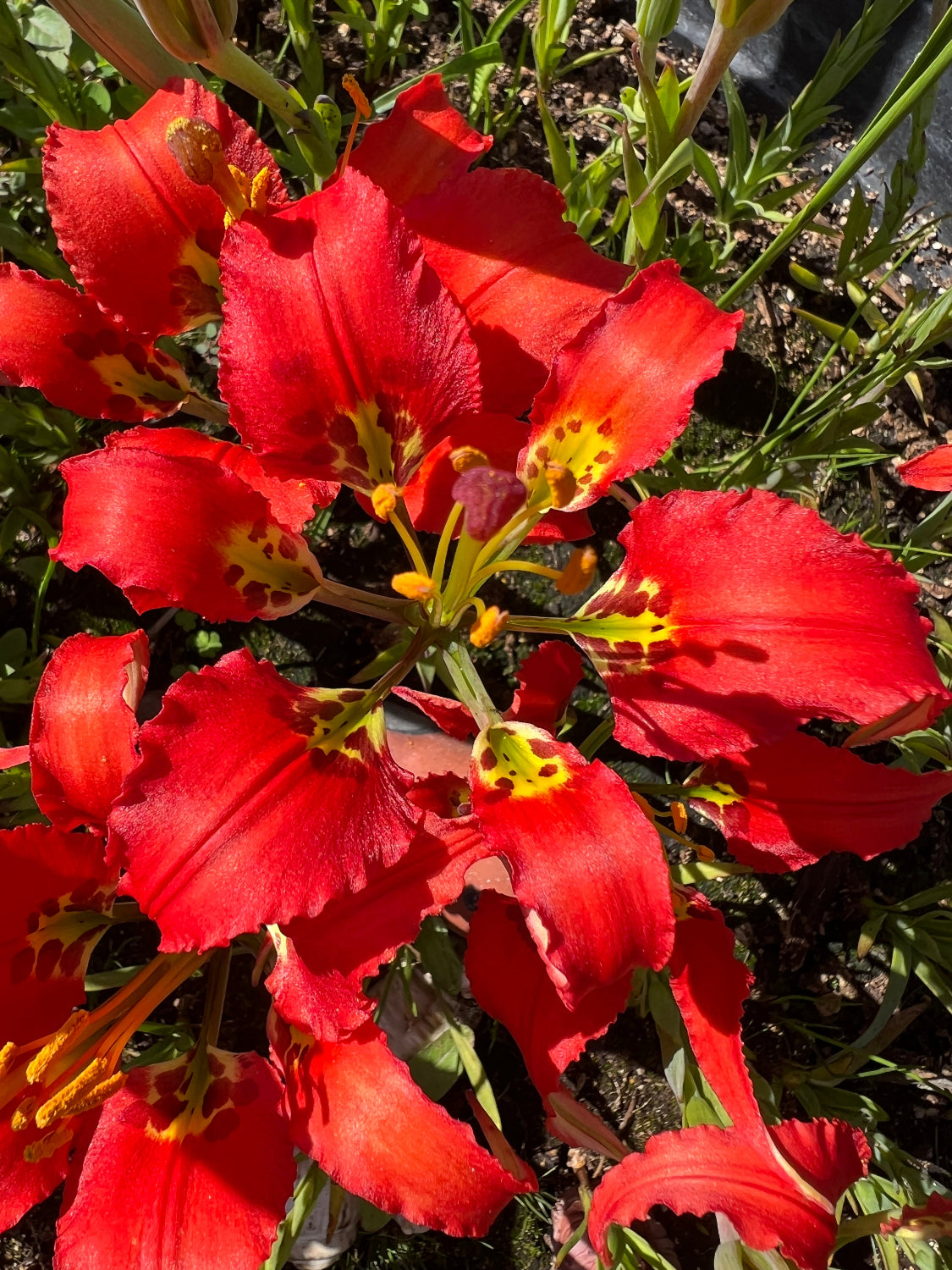 Lilium catesbaei