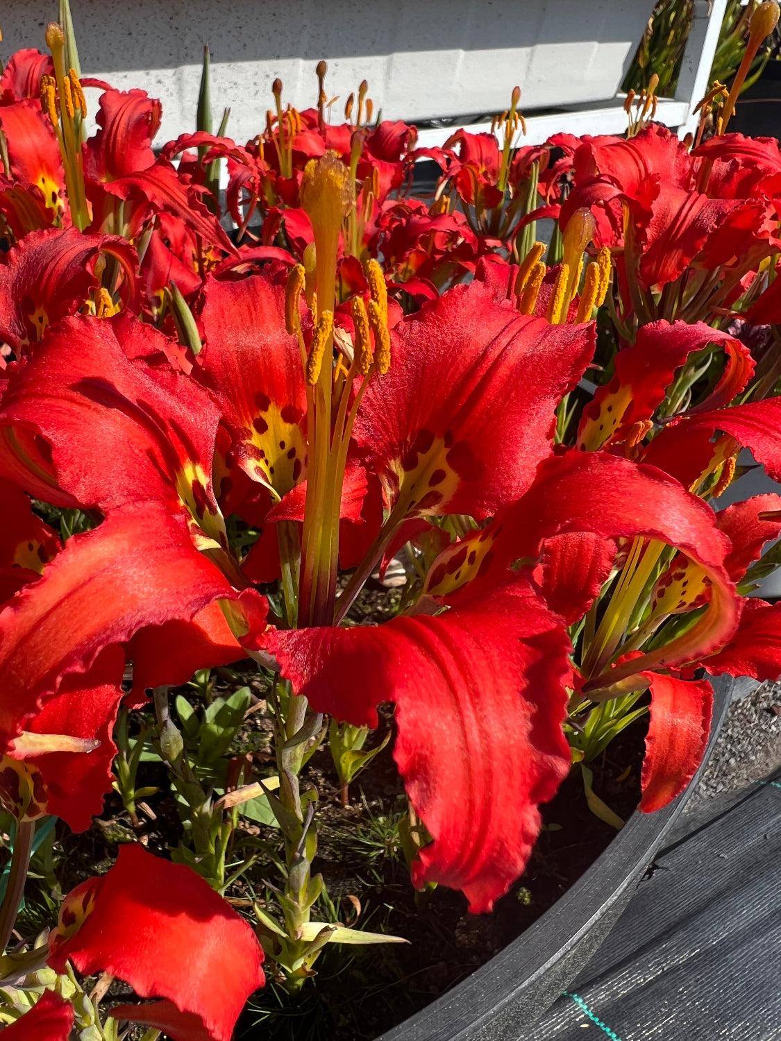 Lilium catesbaei