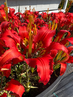 Lilium catesbaei
