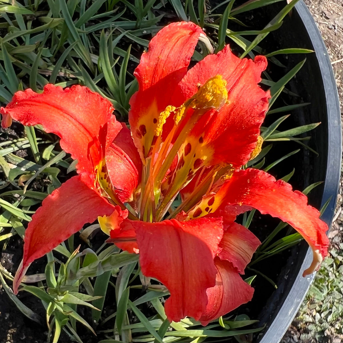 Lilium catesbaei