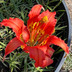 Lilium catesbaei