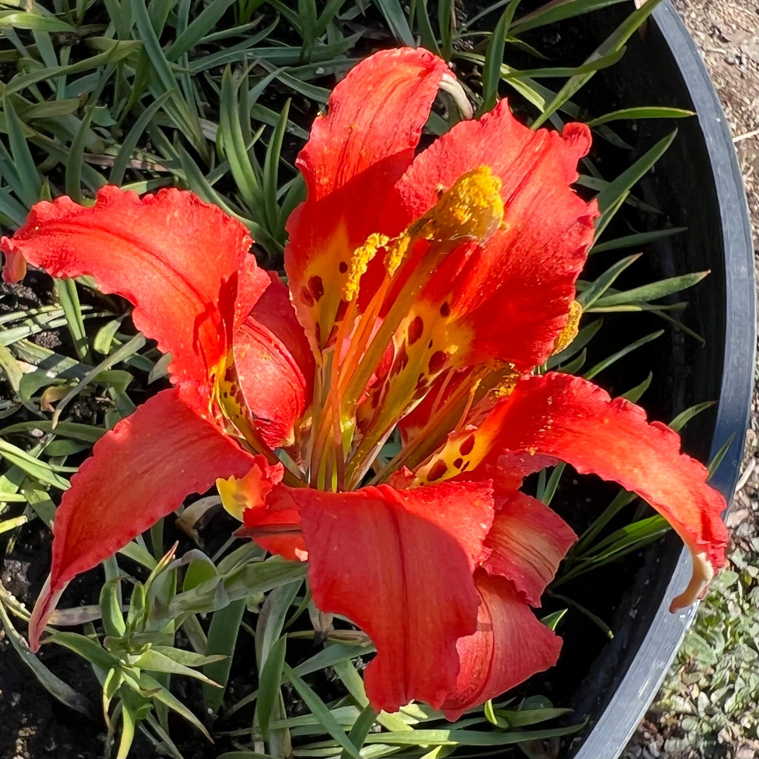 Lilium catesbaei