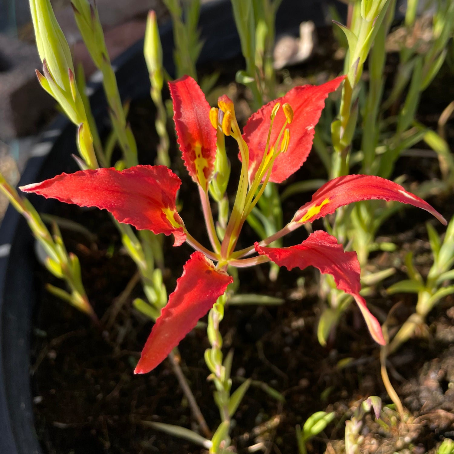 Lilium catesbaei