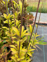 Lilium iridollae