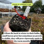 Lily bulb dormancy