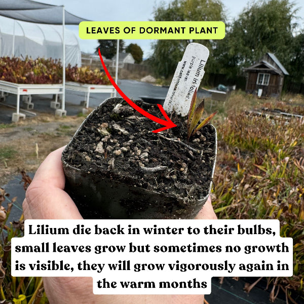 Lily bulb dormancy
