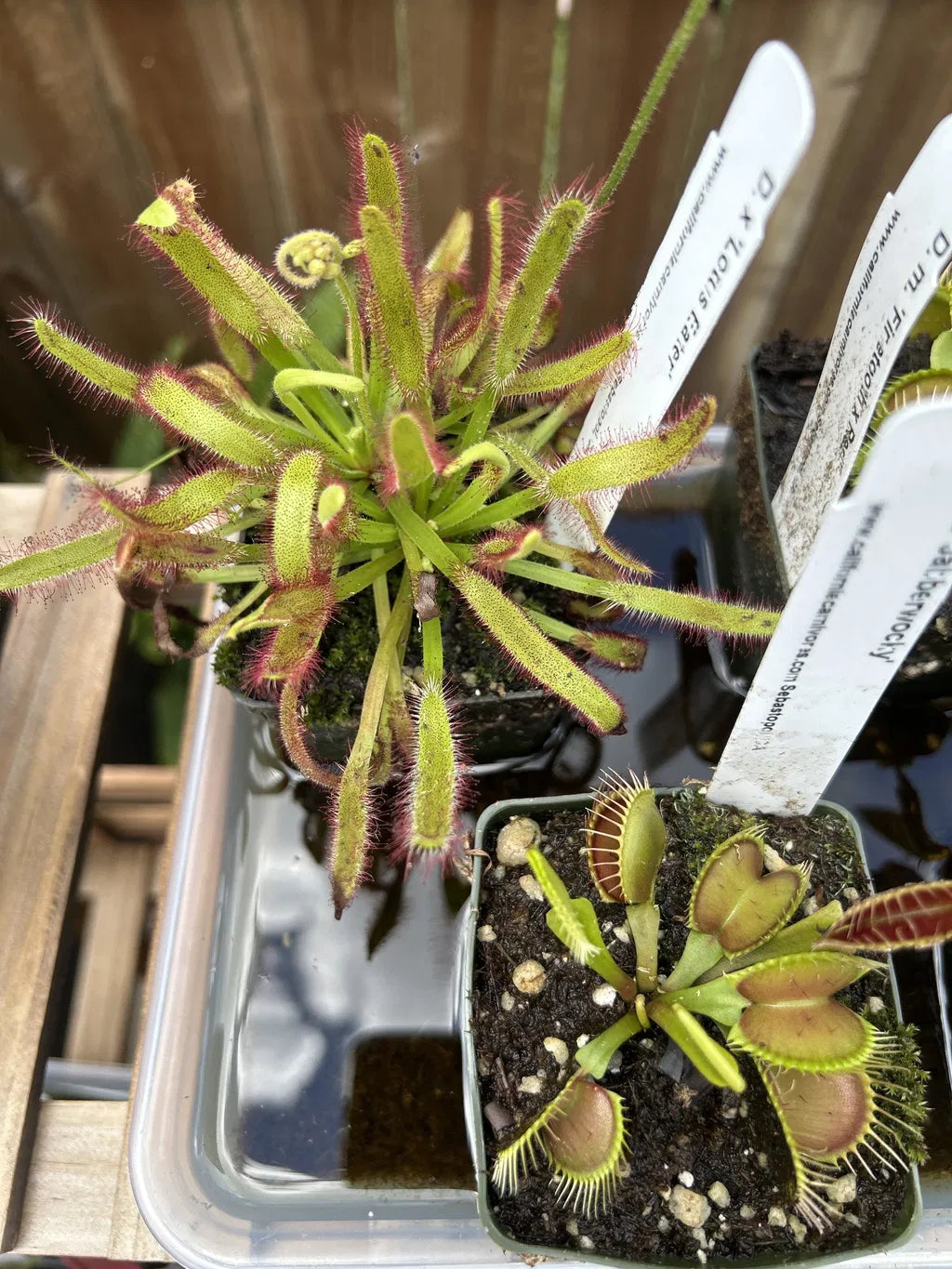 Photo of a thick green leaved dewy sundew and a green flytrap