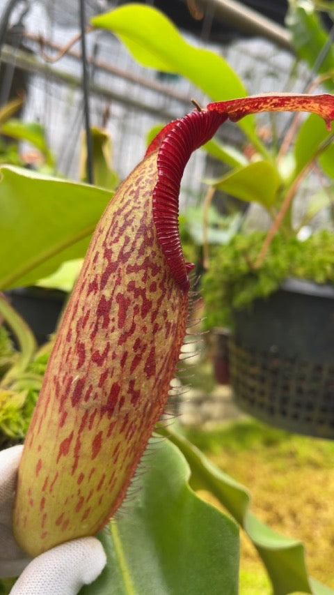 A hand holds a Nepenthes pitcher, tilted on its side, in a greenhouse setting 