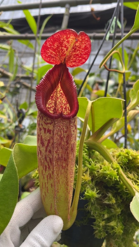 A hand holds a Nepenthes pitcher in a greenhouse setting 