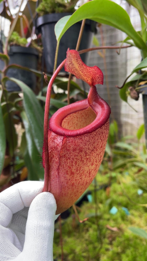 A hand holds a red Nepenthes pitcher in greenhouse 