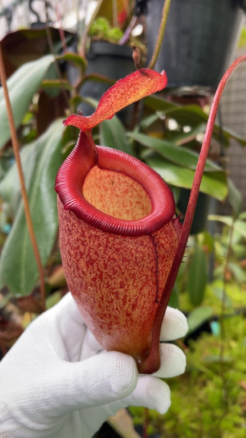 A hand holds a red Nepenthes pitcher in a greenhouse 